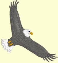 flying_eagle.jpg